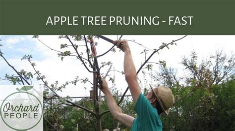 Young Apple Trees Pruning Guide