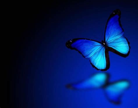 Butterfly Tattoos Images, 3d Butterfly Tattoo, Morpho Butterfly, Butterfly Pictures, Butterfly ...
