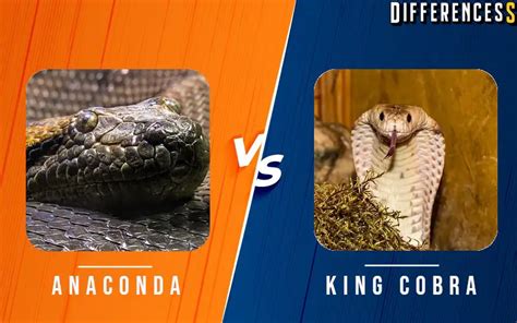 King Cobra Vs Green Anaconda Differences And Comparison » Differencess