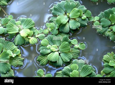 Pistia flower hi-res stock photography and images - Alamy