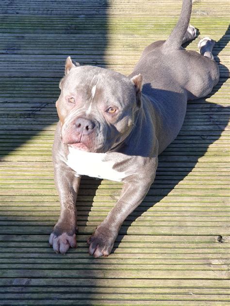 Adult American Bully Dogs For Sale In Cheltenham, Gloucestershire