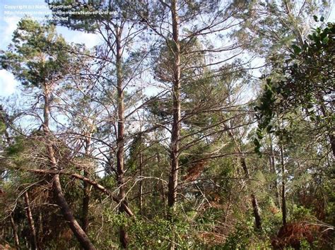 PlantFiles Pictures: Scrub Pine, Sand Pine (Pinus clausa) by MollyMc