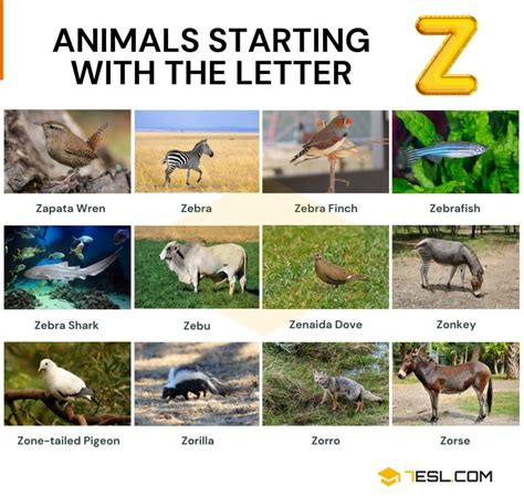 54 Cool Animals that Start with Z in English • 7ESL