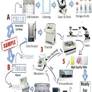 Pathology Lab Process | Download Scientific Diagram