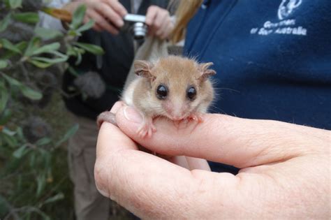 Understand & Protect the Western Pygmy Possum - GlobalGiving