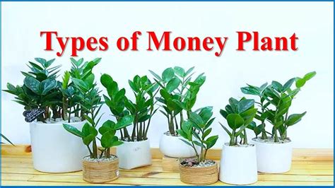 13 Different Types of Money Plant for Wealth and Good Vibes