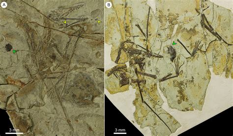 How 2 Pterosaurs’ Last Meals Ended Up in the Fossil Record - The New ...