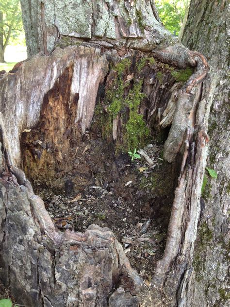 Decaying stump bring moss and sprouts of new plants to life. Decay ...