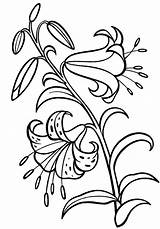 Lily Flower Coloring Pages PDF To Print  Coloringfoldercom sketch template