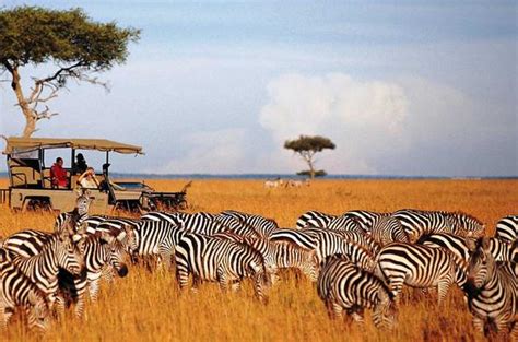 Masai Mara National Reserve - Kenyan Safari Guide