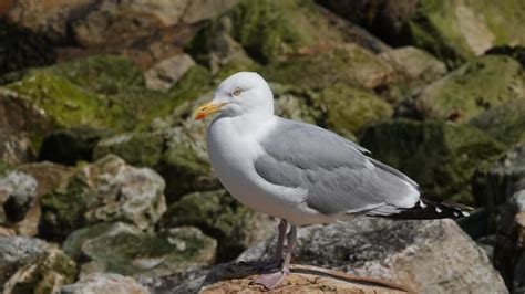 European Herring Gull | MarkEisingBirding