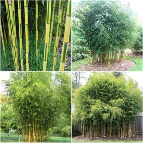 Yellow Groove Bamboo Seeds in 2020 | Bamboo seeds, Tree seeds ...