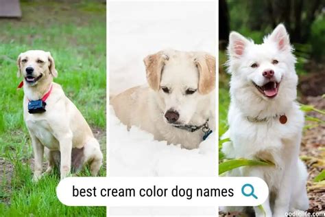 101+ Best Cream Colored Dog Names (Actually Good) - Oodle Life