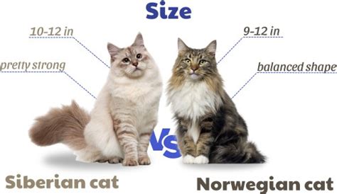 Siberian vs Norwegian Forest Cat: A Comprehensive Comparison