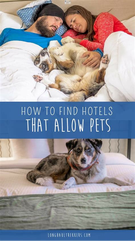 Tried and True Resources to Find Hotels that Allow Pets - Long Haul Trekkers | Hotels that allow ...