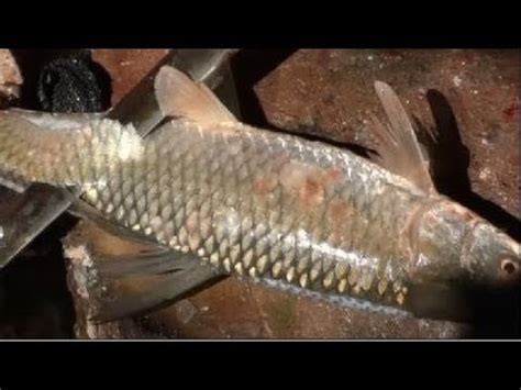 Amazing Troul Fish Cutting Skills | Live In Fish Market Fillet Troul ...