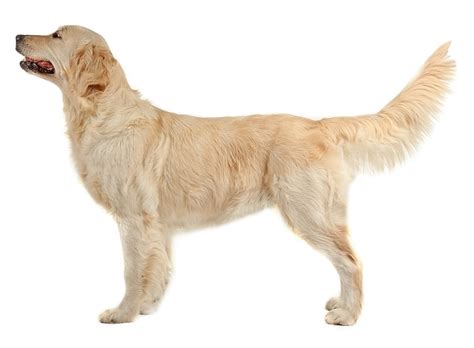 9 Common Types of Dog Tails (With Pictures) | Hepper