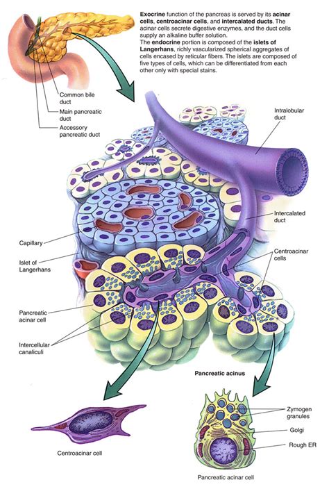 Treating Acute Pancreatitis with Insulin Offers New Hope | Nutrition Review