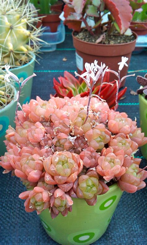 another pretty succulent. A lot of these desert plants seem from ...