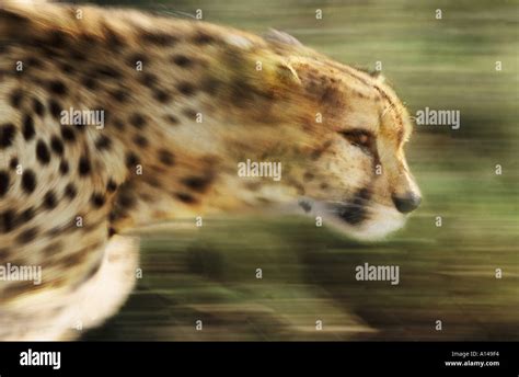 Running cheetah South Africa Stock Photo - Alamy