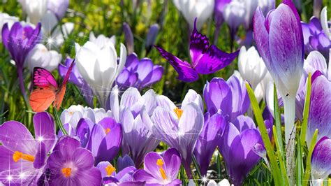 Purple Spring Flowers Wallpapers - Wallpaper Cave