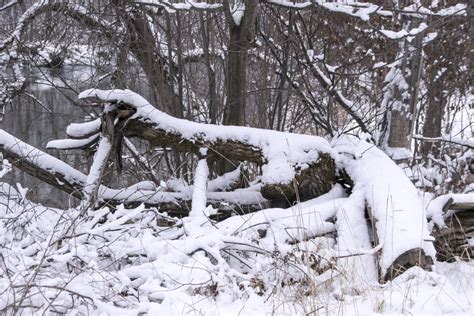 Free Images : tree, nature, forest, branch, snow, frost, ice, weather, season, canada, blizzard ...