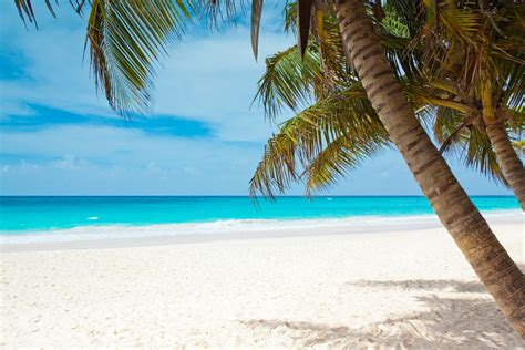 Pippi's blog: Pictures of Palm Trees on the Beach