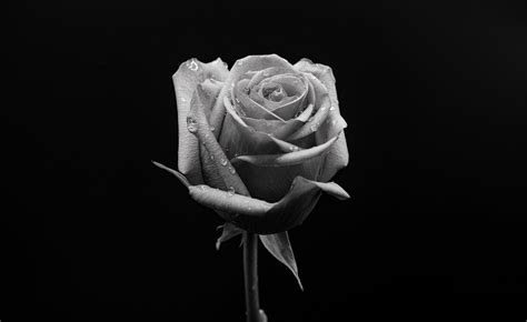 Black and White Rose, Fine Art, Print, Home and Living, Home Decor, Art ...