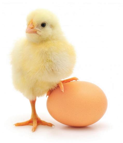 Dharma Space: The chicken or the egg?