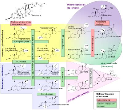 Pregnenolone sulfate - Wikipedia