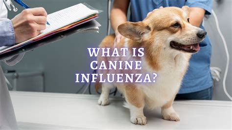 Canine Influenza: What is Canine Influenza and How to Treat It?