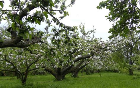 Old Apple Tree Orchard