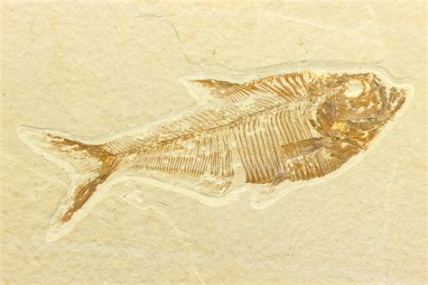 Understanding Time in Taphonomy: A 30-Year Field Study in Wales – Nova Science Publishers