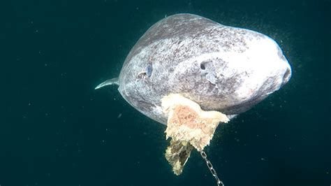 Why scientists are racing to uncover the Greenland shark's secrets