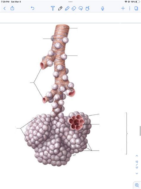 bronchioles Diagram | Quizlet