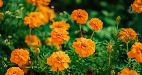 Are Marigolds Perennials or Annuals?