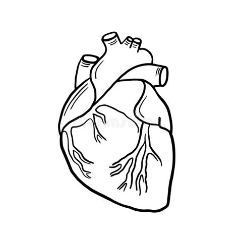 Heart Anatomy Drawing, Anatomical Heart Drawing, Human Heart Drawing, Dark Drawings, Cool Art ...