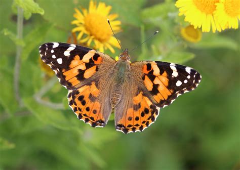 UK could be seeing a once-in-a-decade painted lady butterfly influx | Shropshire Star