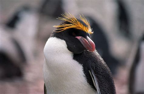 10 Incredible Macaroni Penguin Facts - W3schools