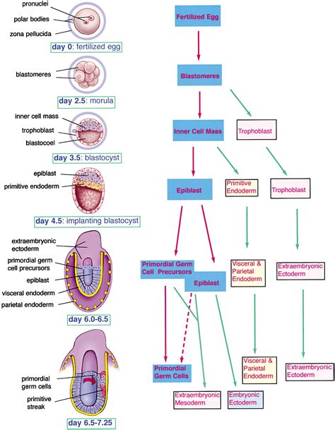 Male Germ Cell Specification and Differentiation: Developmental Cell