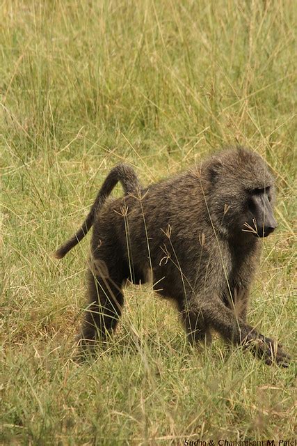 IMG_0177 | Baboon Behavior Baboons usually leave their sleep… | Flickr