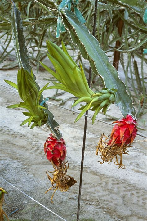 Pitaya plant - Stock Image - E770/1841 - Science Photo Library