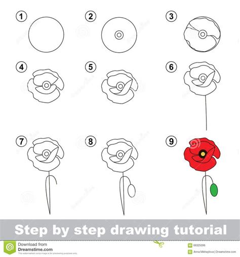 step by step drawing instructions to learn how to draw a poppy flower stock photo image