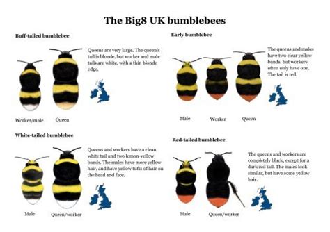 Kids bumblebee ID - Bumblebee Conservation Trust