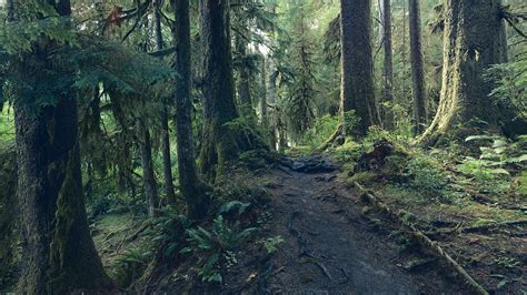 Pacific Northwest Rainforest Wallpapers - Top Free Pacific Northwest ...