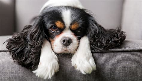 30 Most Quiet Dog Breeds Perfect for Apartment Living