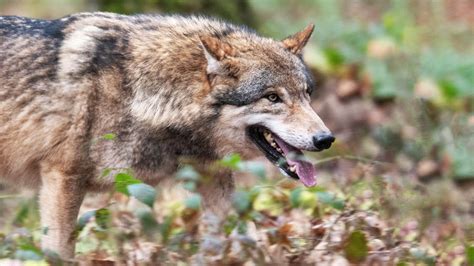 Temporary Suspension of Wolf Shooting in Hesse-Bavarian Border Area: Kassel Administrative Court ...