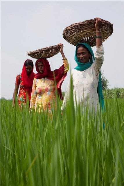 Farming In Bihar Pictures - Farming Mania