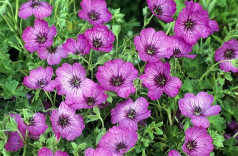 Hardy Geranium: Care & Growing Guide | Hardy geranium, Geraniums ...