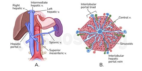 Portal Triad Diagram